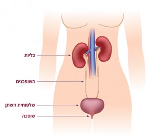 מערכת השתן